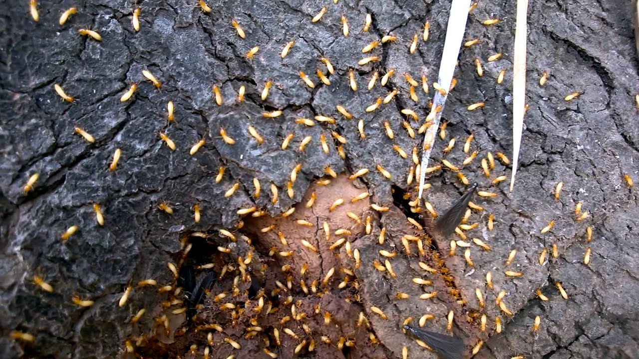 Termite Alates 01