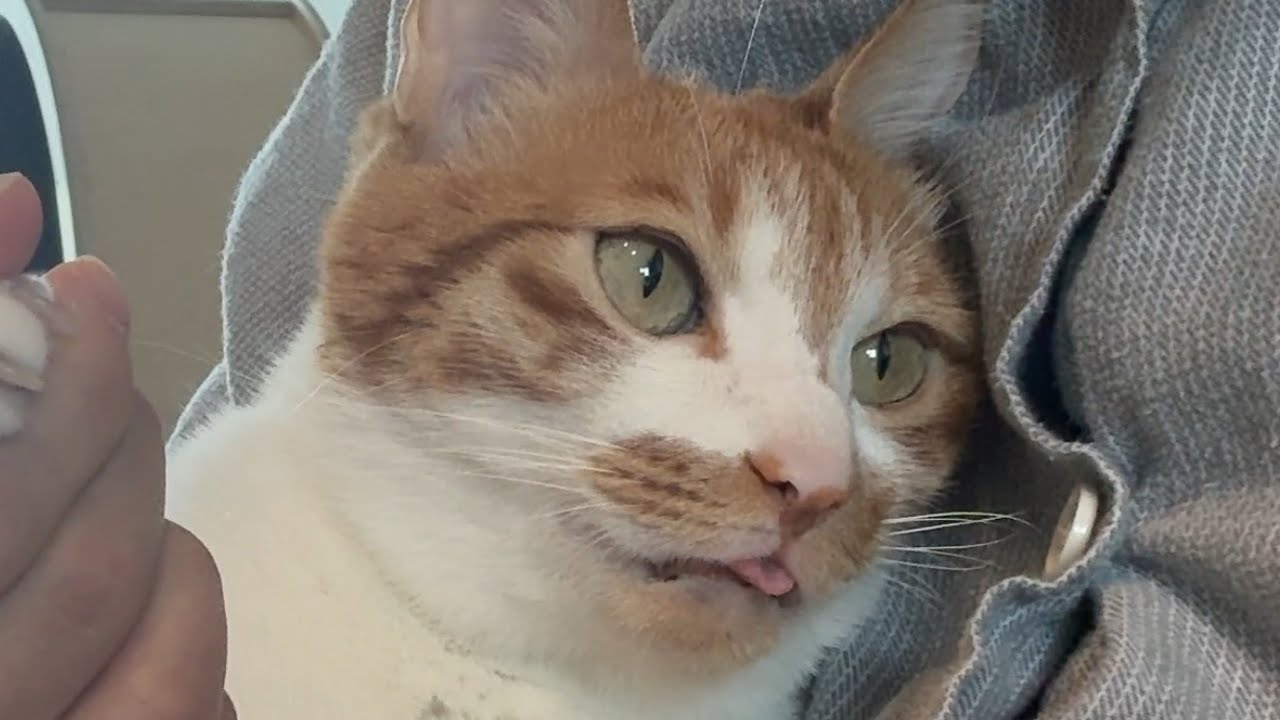 츄르 먹방인 척 집사 사심 채우기