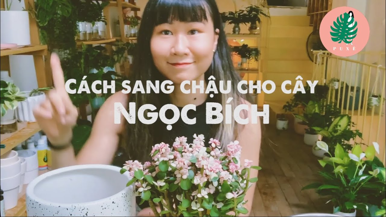 Cách sang chậu  cho cây Ngọc Bích (Portulacaria Afra)
