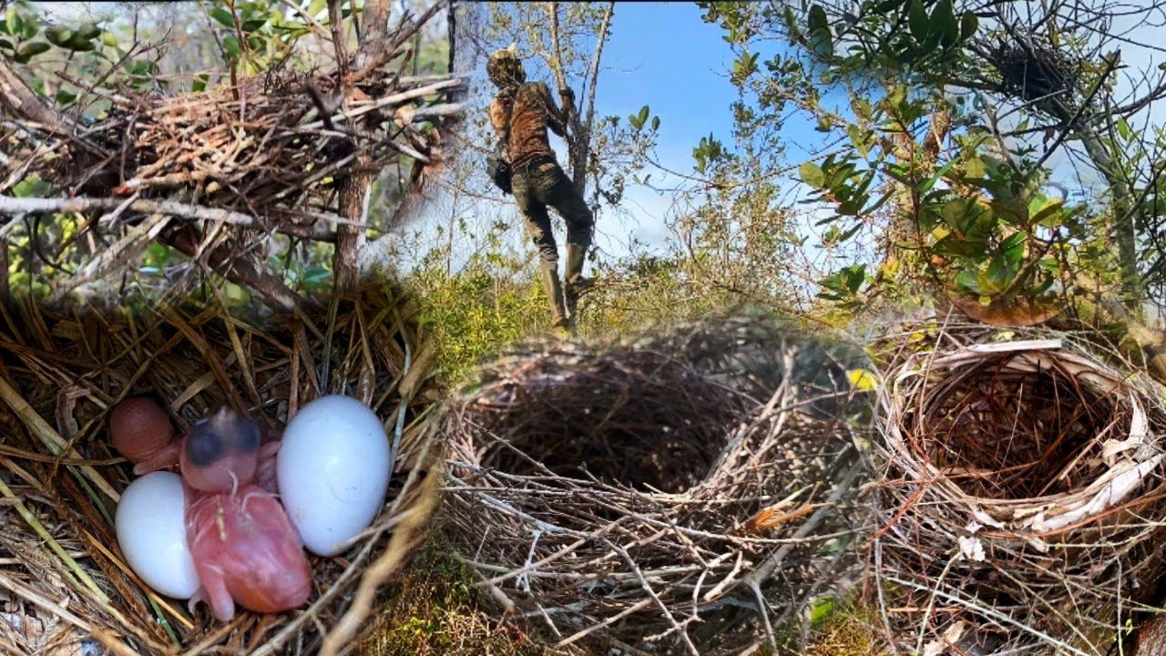 Ngebolang disini banyak menemukan Sarang Burung
