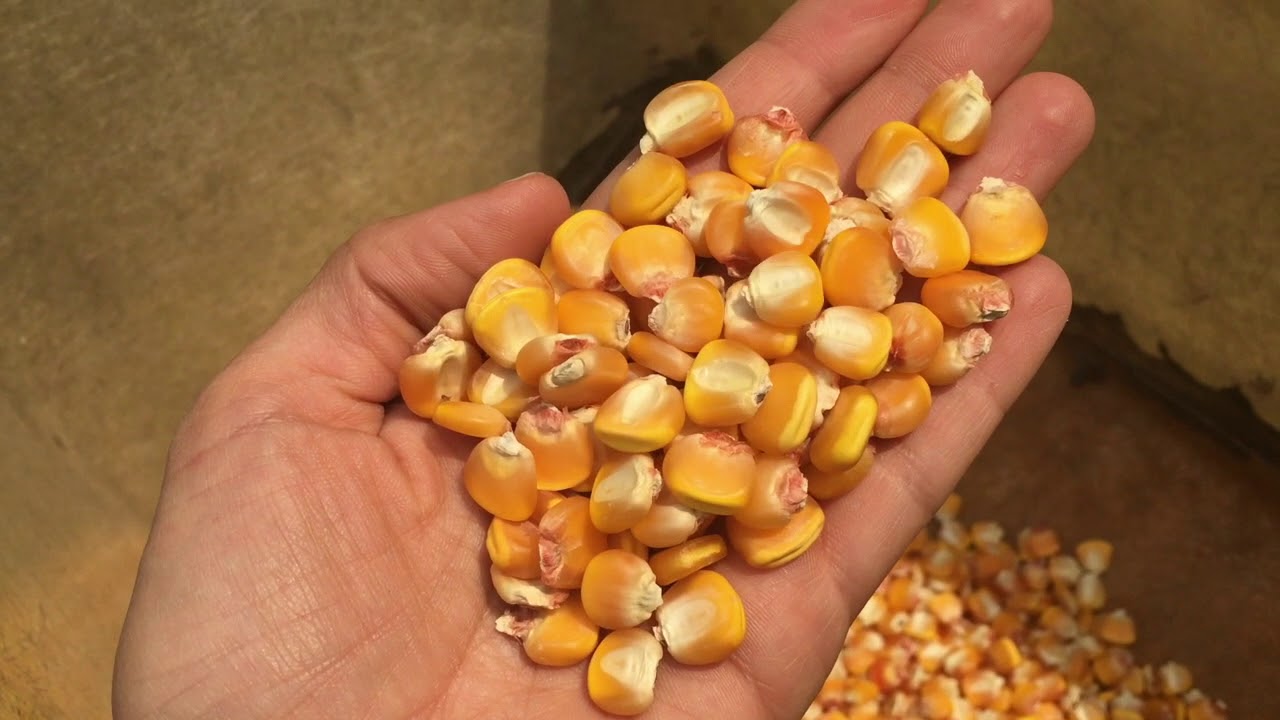 Heirloom corn. FINALLY finished planting!