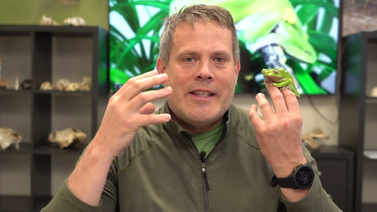 Giant Monkey Tree Frog