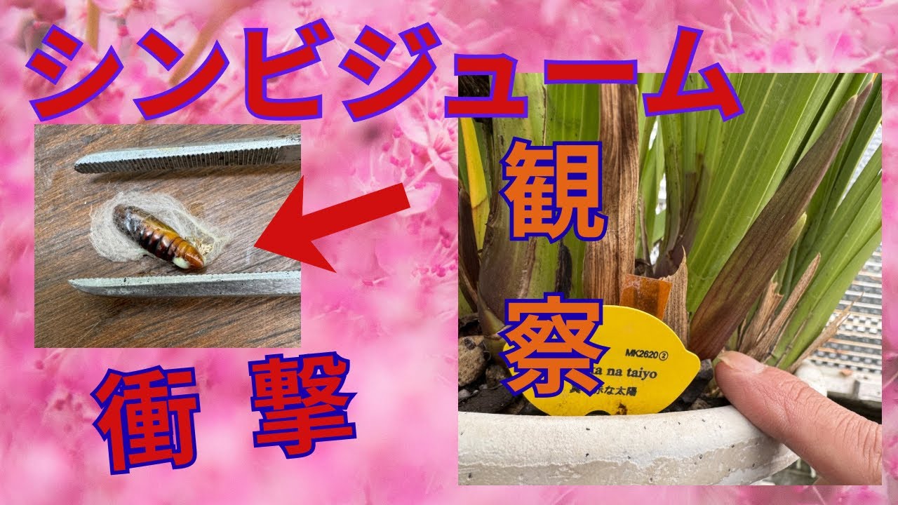 冬のシンビジューム　害虫　病気など　地生蘭花芽観察