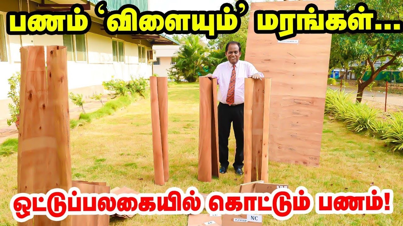 Plywood தயாரிக்க இவ்வளவு Demand இருக்கா? | இந்த 6 வகையான மரங்களை வளர்த்தால் லாபம் நிச்சயம்