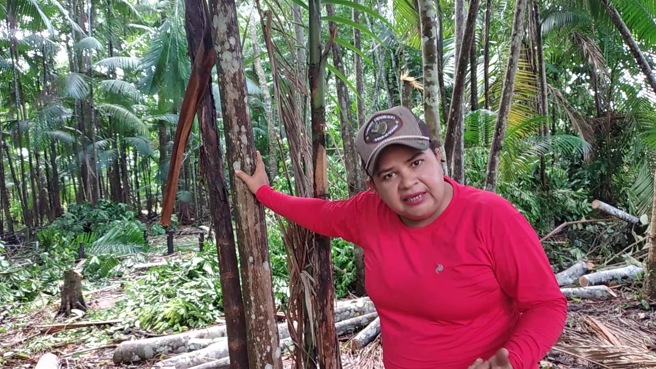 COMO TER SUCESSO NA PLANTAÇÃO DE AÇAÍ, SAIBA AGORA