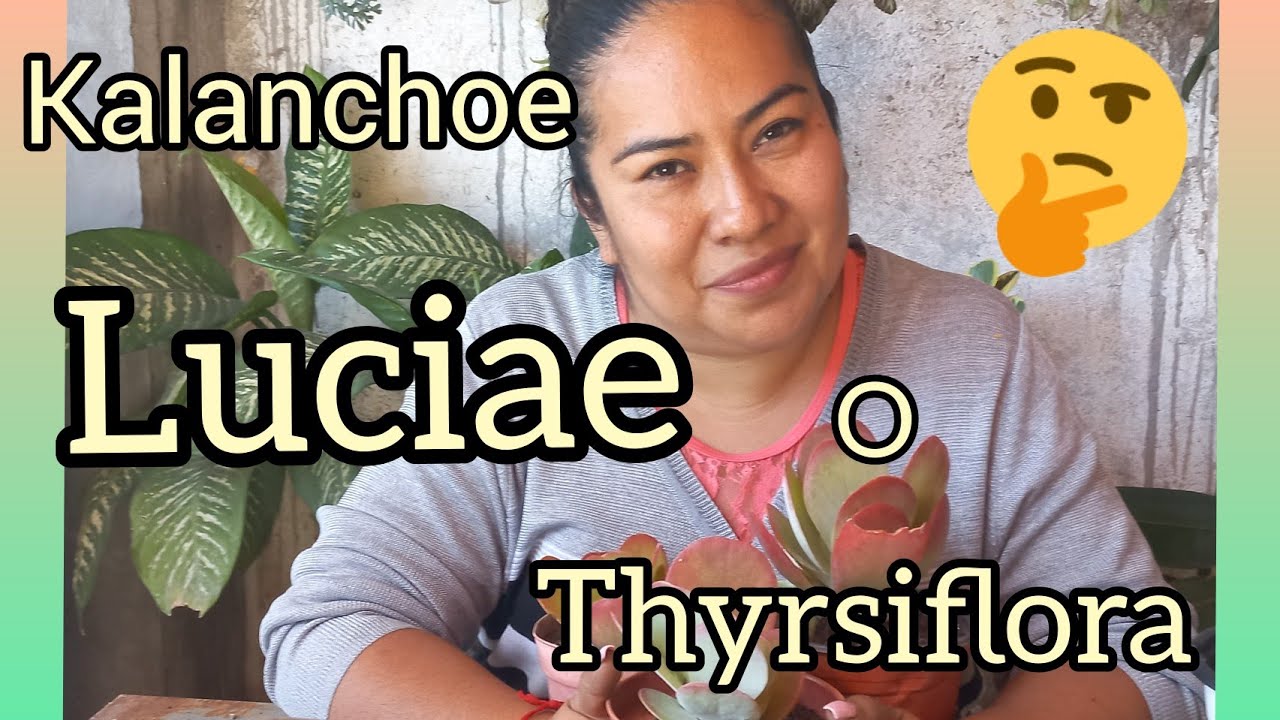 Kalanchoe luciae o  thyrsiflora ??? cuidados y diferencias #kalanchoe #suculentas
