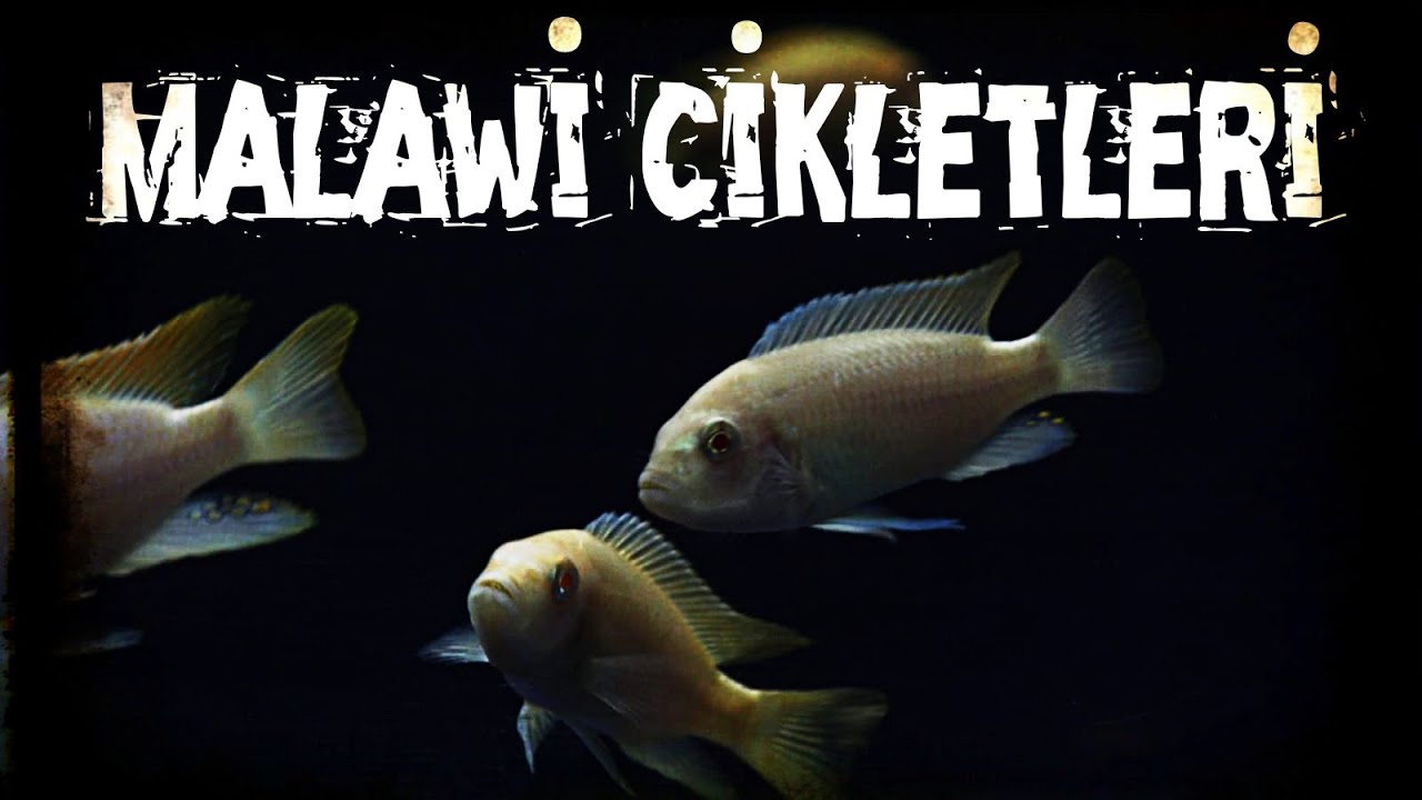 Malawi Ciklet Akvaryumu Hakkında #malavi #sarıprenses #maviprenses #akvaryum #cikletbalıkları