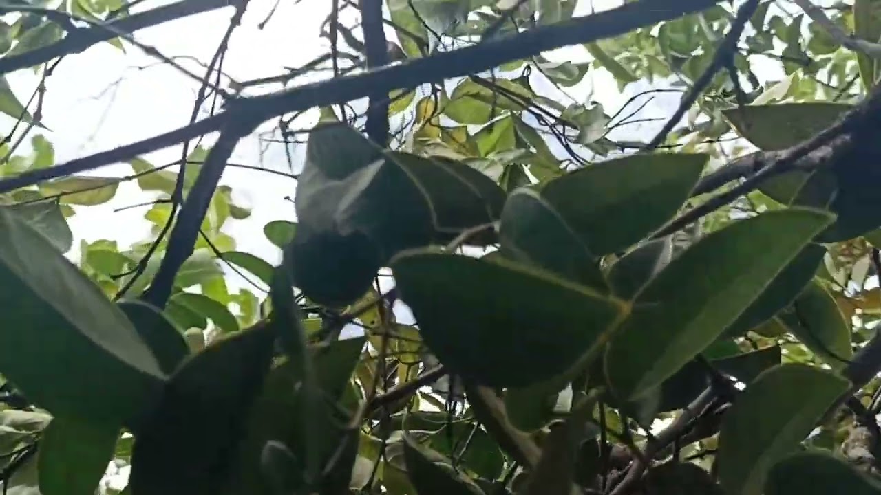 Tem o frito das asa branca no final do vídeo bom demais mistura pro feijão 🤤
