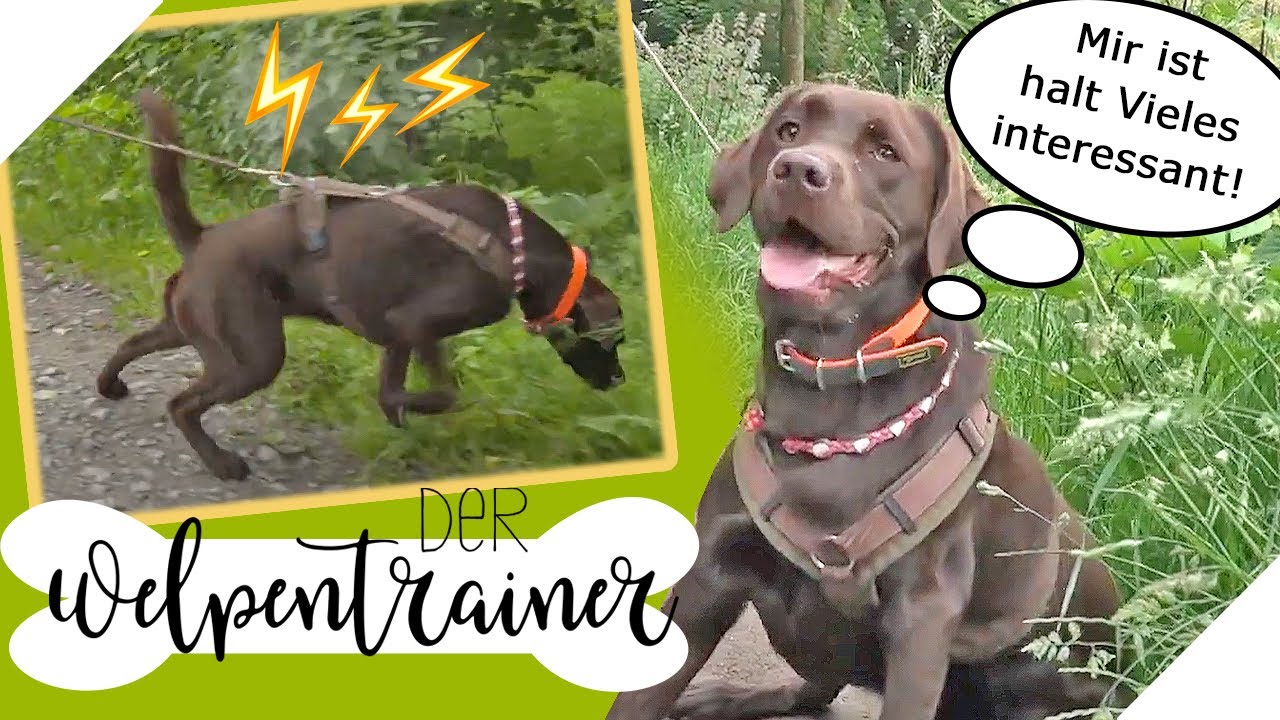 Von 0 auf 100 hochgefahren! ⚡ Mein Hund zieht extrem an der Leine! | Der Welpentrainer | sixx