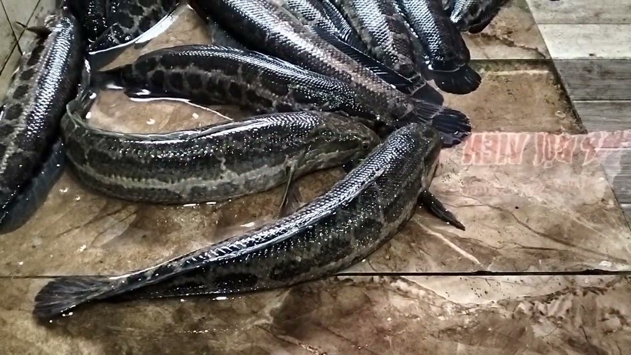 Thu hoạch cá Chuối hoa nuôi trong bể xi măng 