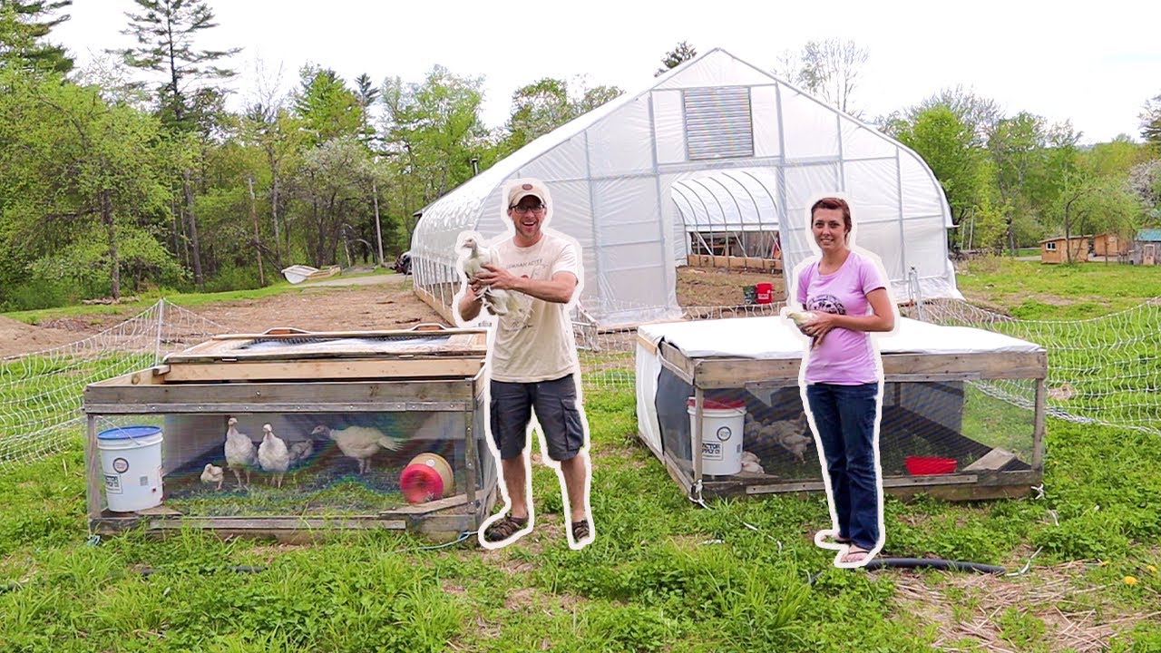 RAISING a Years Worth of CHICKEN on PASTURE FAILURE isn't an option this YEAR