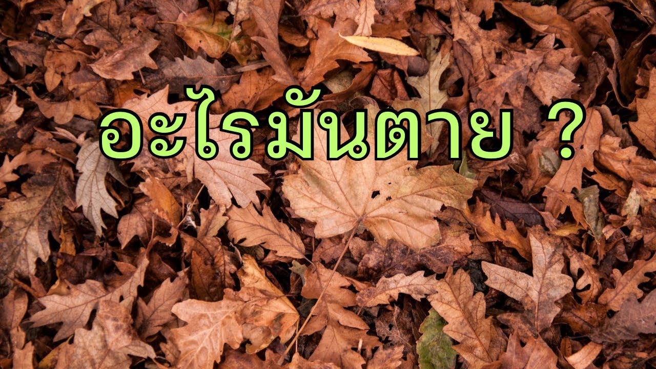 2569.02.19 อะไรมันตาย? (พระอาจารย์สิงห์โตทอง) #ตถตา #ร่างกาย #ตัวตน 
