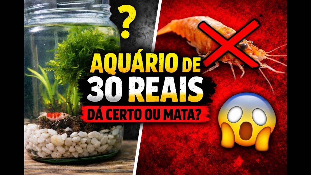 Dá pra Criar Camarão Neocaridina com Apenas R$30? #neocaridina #neocaridinashrimp #aquariobarato