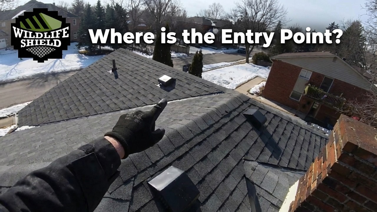 Roofline Wildlife Inspection – Mouse Activity Suspected (Milton)