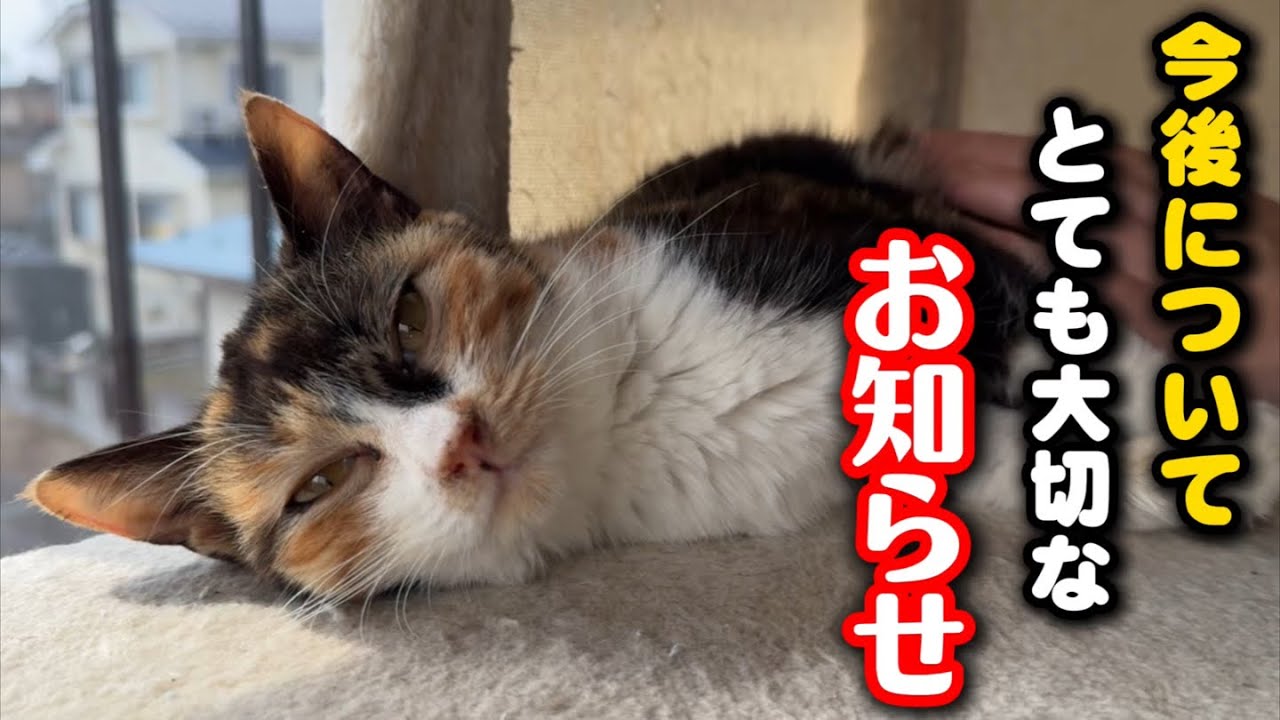 今後の保護猫活動について大切なお話があります