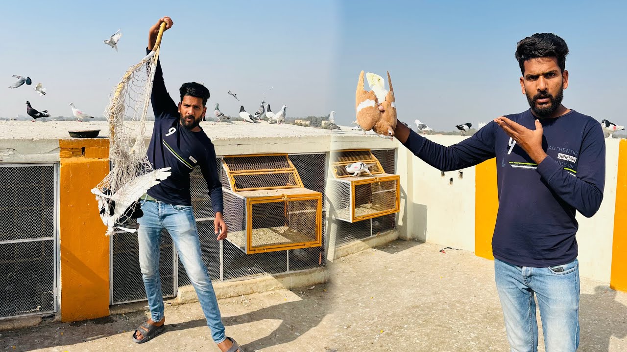 Aaj Bazzi wali Aseel kabutari ko khol diya or kisi ka kabootar paker liya 😱😳