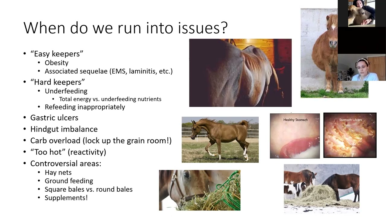 Equine Nutrition: Equine Metabolic Diseases and Common Pitfalls When Feeding Horses