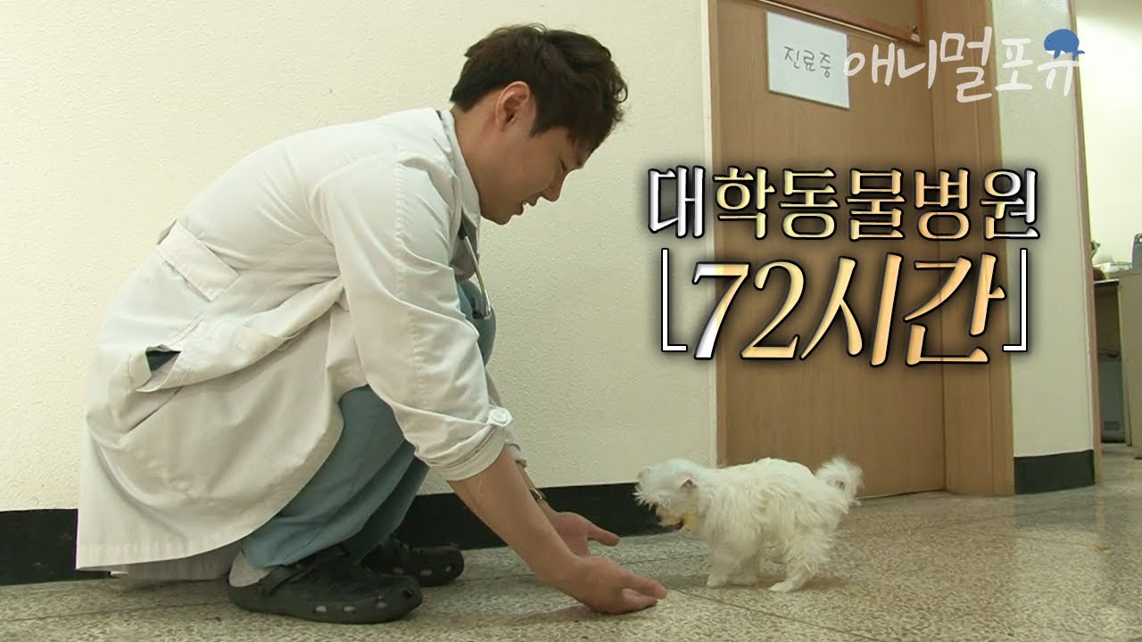 [풀버전] 태어나서 걷지도 못했던 4개월 강아지가 걸음을 떼는 감격스러운 순간 🥺 | 대학 동물 병원 72시간 | KBS 다큐 3일 130623 방송