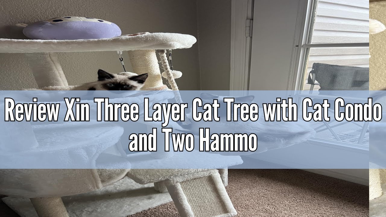 Review Xin Three Layer Cat Tree with Cat Condo and Two Hammocks,Grey