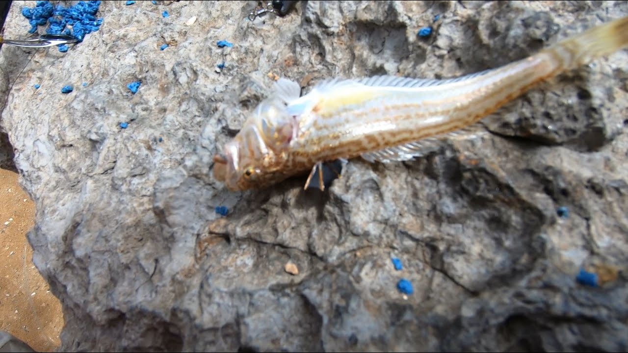 CUIDADO QUE ESTE PEIXE É VENENOSO (PEIXE ARANHA)