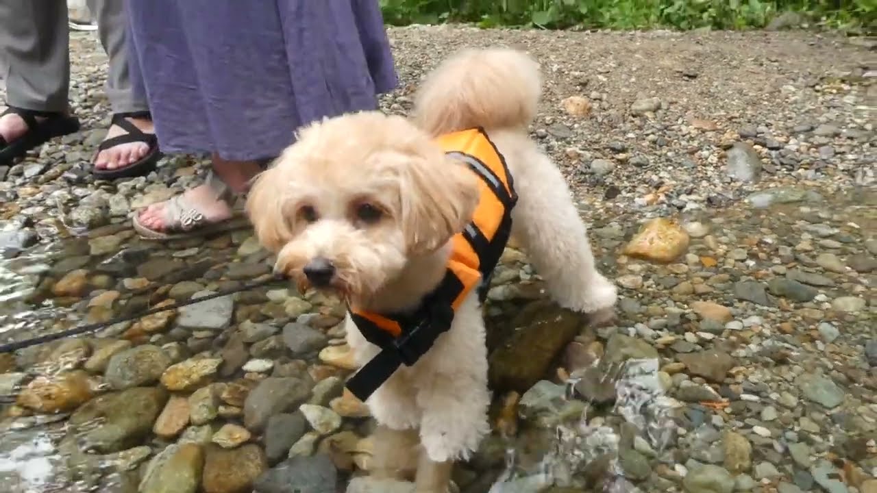 【Vlog】🐶愛犬の初めての川遊び！！【トイプードル×マルチーズ】