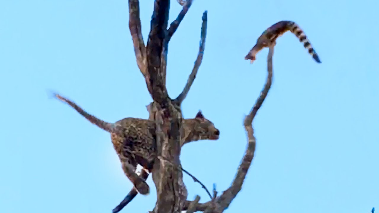 LEOPARD SENDS TRAPPED GENET FLYING