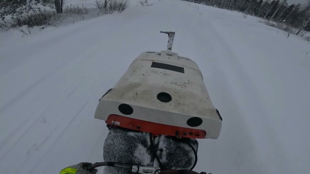 MYSKI KISKOO KUIN HÄRKÄ  10. 01. 2024