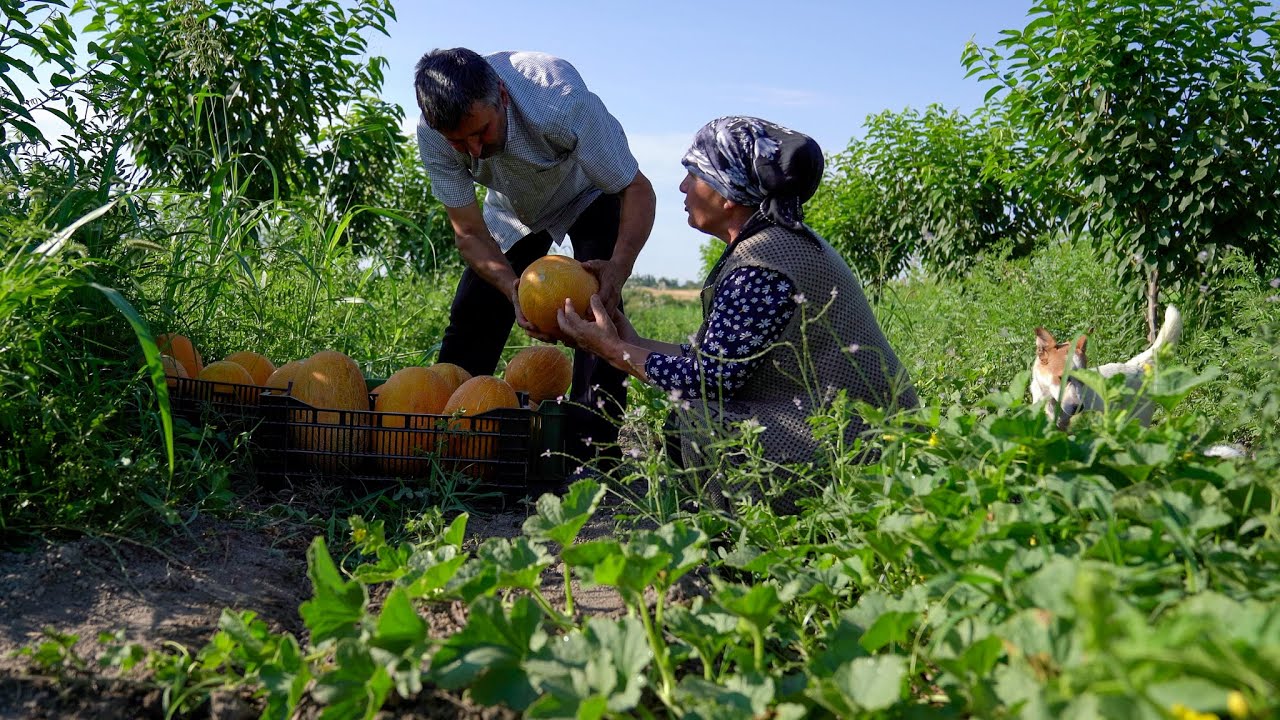 Сладкий Урожай: 🍈 Сбор Дыни и Приготовление Сиропа в Деревне 🍯🌾