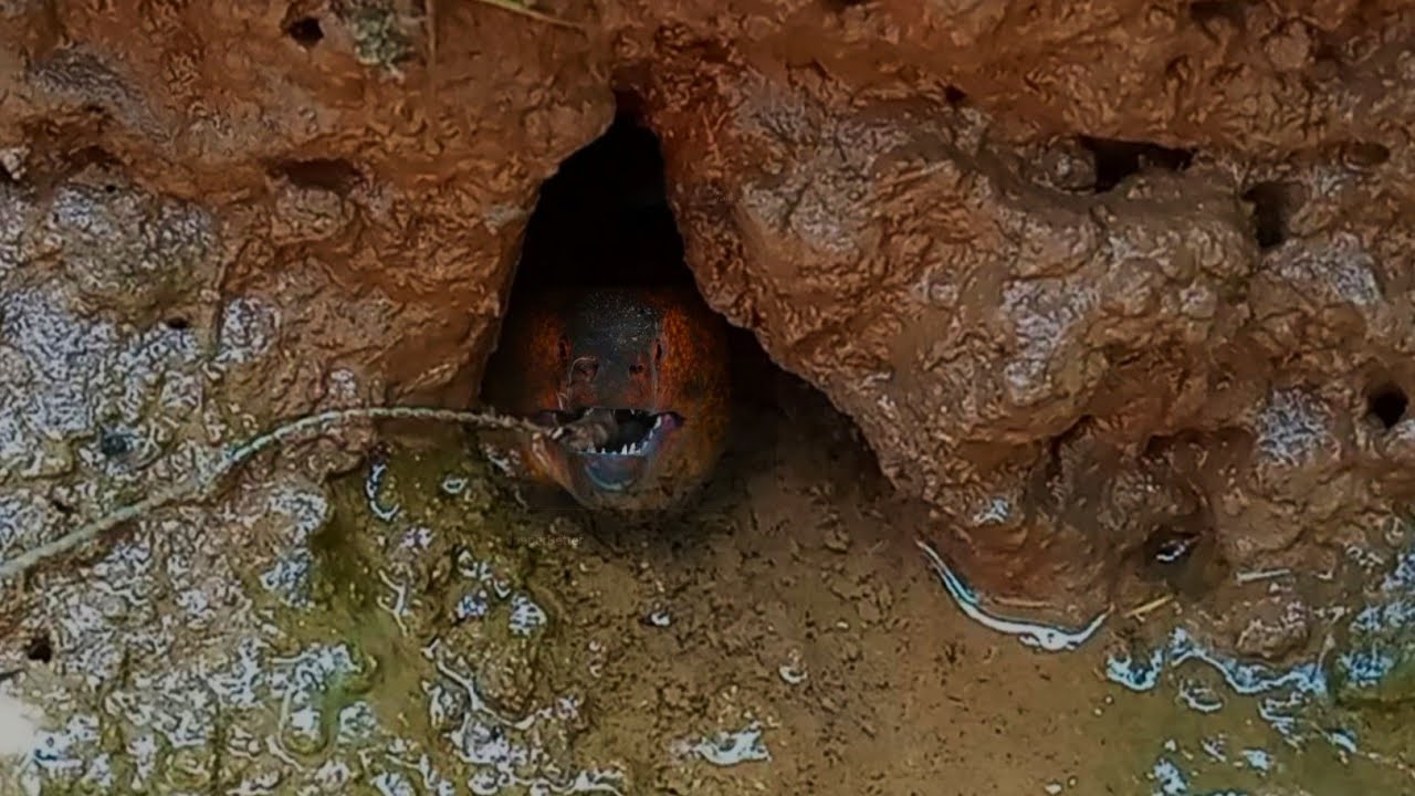 PERTAMA KALI Mancing Belut Dapat Kayak Gini