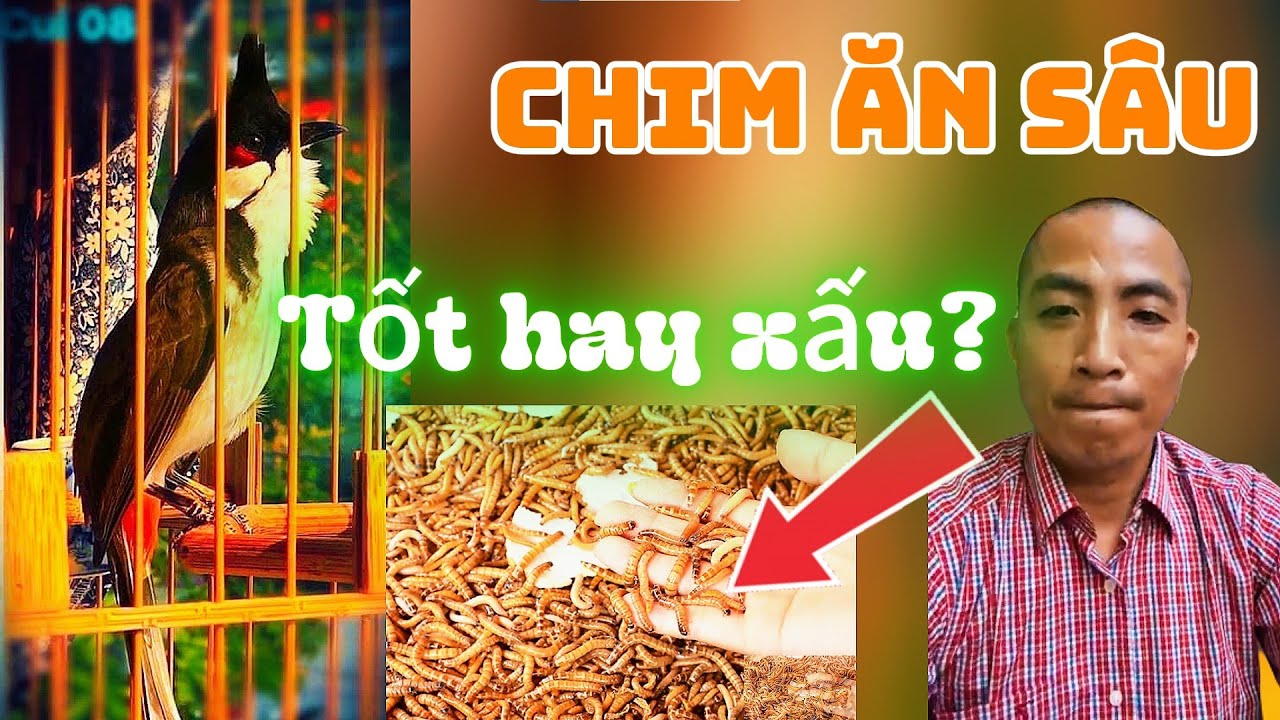 Chim Ăn Sâu Có Tốt Không? 5 Giải Đáp Quan Trọng Cho Người Chơi Chim