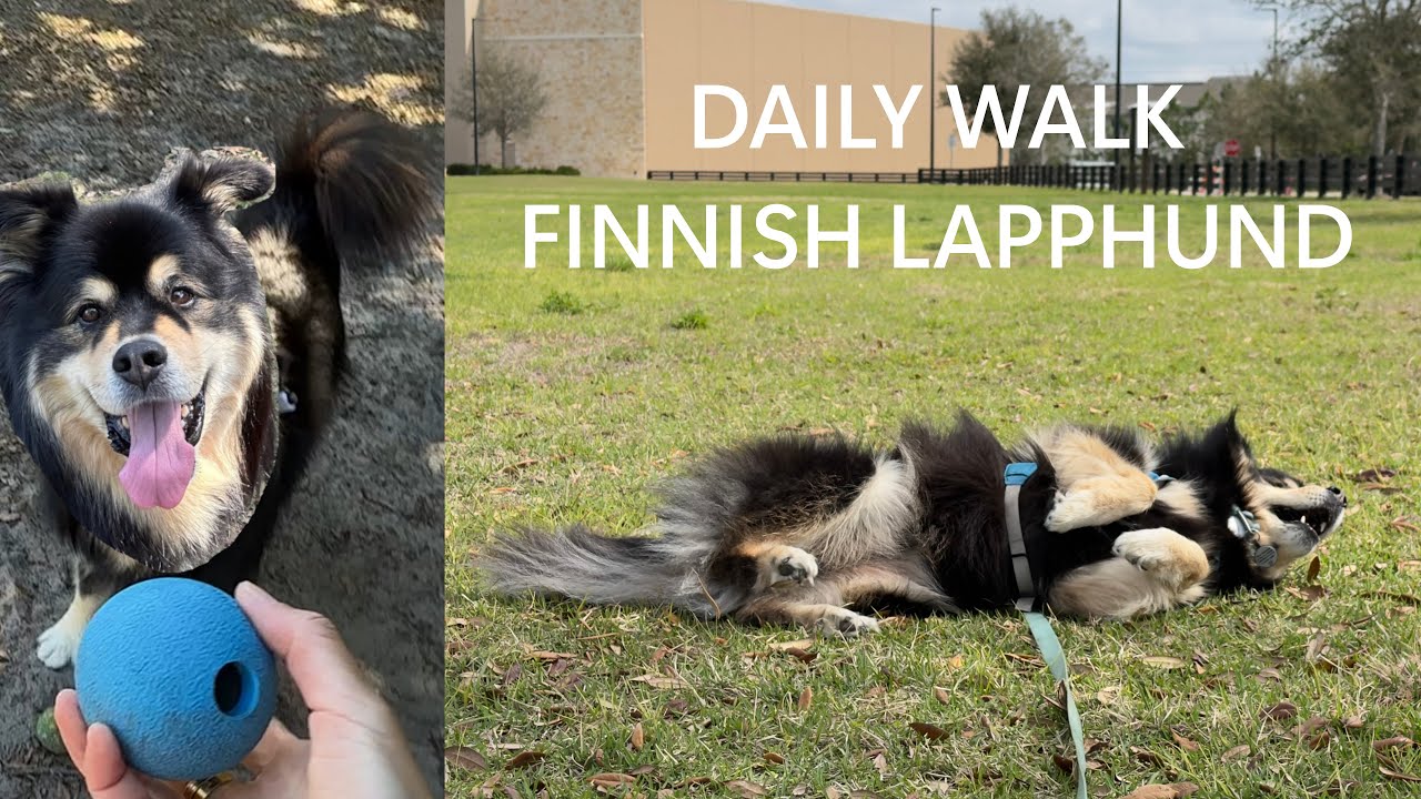 FINNISH LAPPHUND Daily Walk | DogVlog #2