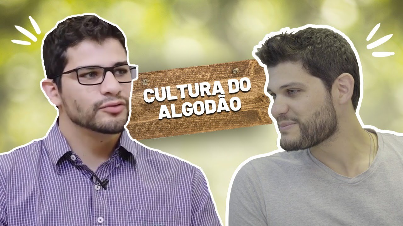 Cultura de algodão | Conversas do Campo - TIMAC Agro e Mais Soja