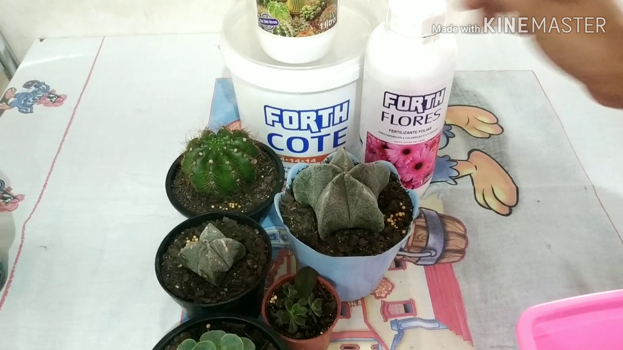 #forthcactos#forthflores#aduboparacactos#comoadubarcactos#adubacao Adubo para cactos e suculentas