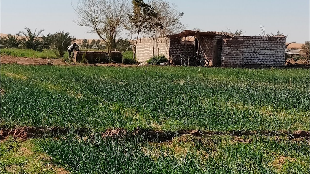 ارض زراعيه للبيع في الوادي الجديد ٦ نص فدان اكتر من ١٠٠ نخله للاستفسار 01007278242