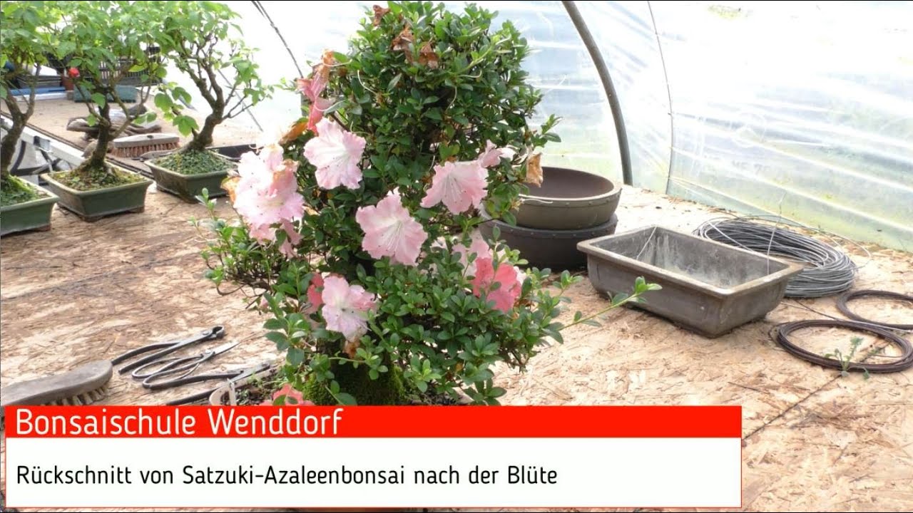 Rückschnitt von Satzuki-Azaleenbonsai