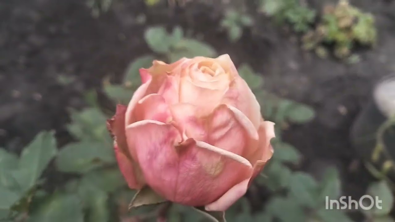 ❄️🌲Що робила в квітниках у кінці грудня#троянди#rose #сад #квіти 