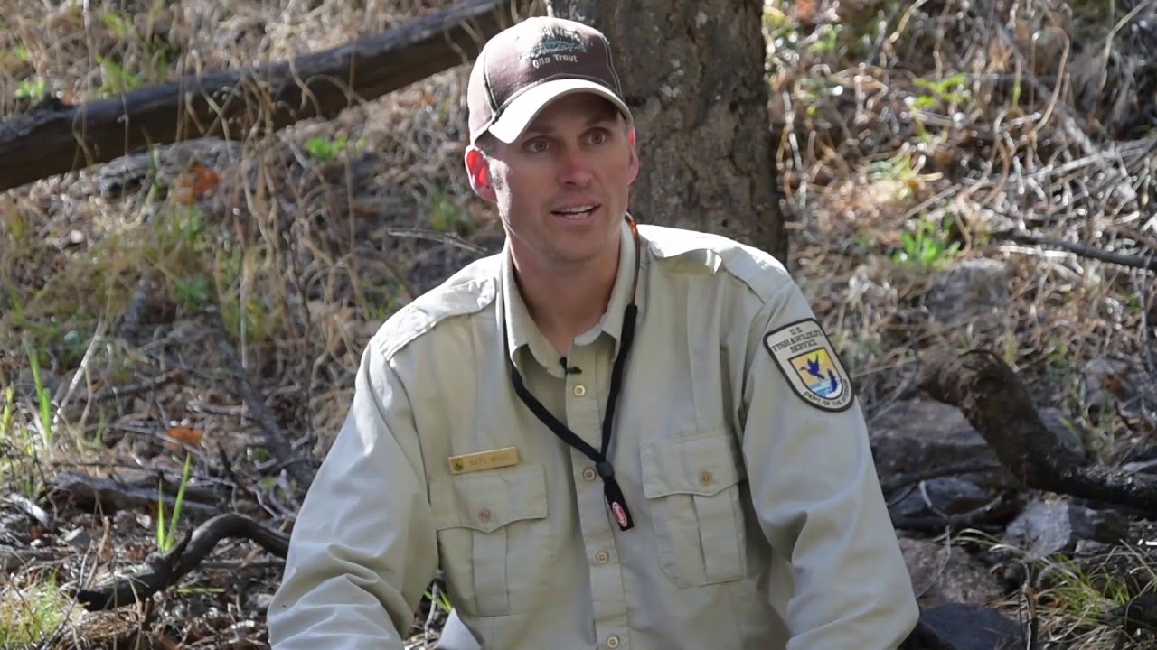 Gila Trout: a native trout conservation story