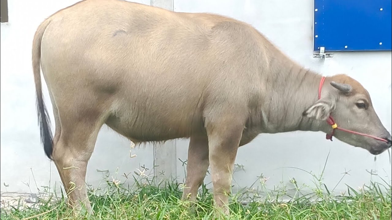 เปิดแบ่งครับลูกสาว เพรชลำโขง🐃 สนใจติดต่อมาสอบถามผมได้เลยนะครับ063-401-2080 ,086-492-2910 #พิกัด อุบล