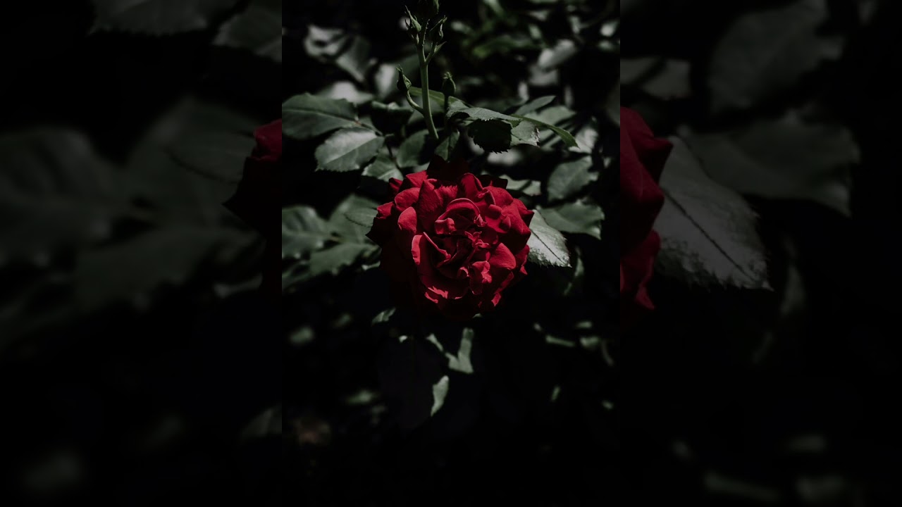 Mawar kesedihan -NECRO 