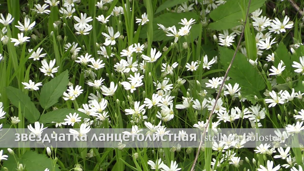 звездчатка ланцетолистная