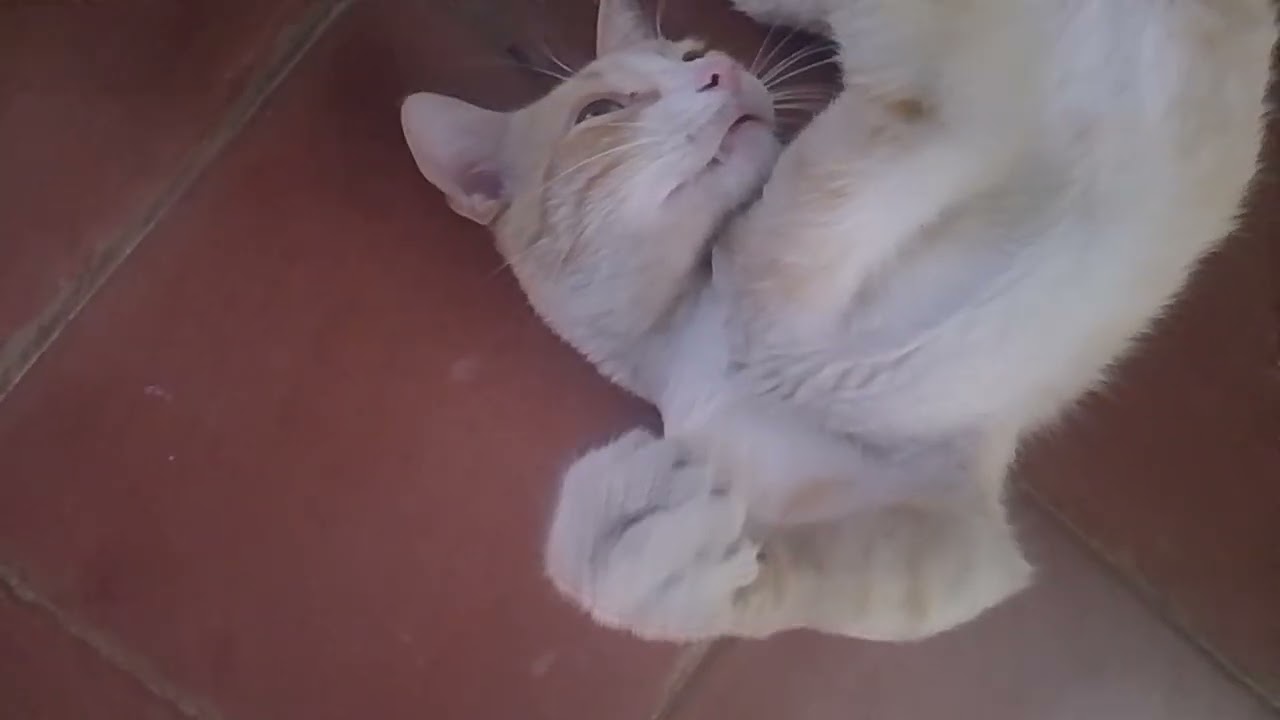 Le cae la casa encima a este señor don gato😅