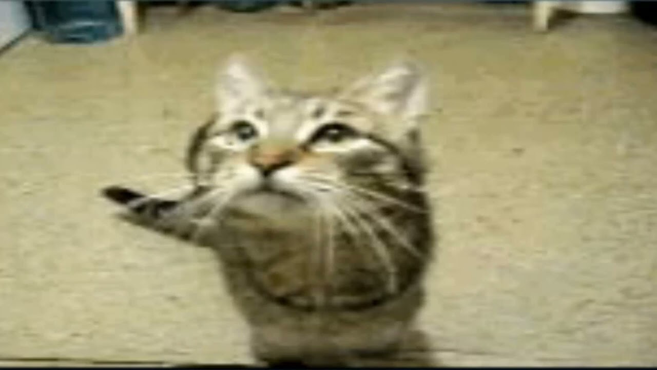 the cat from ipanema 1hr version