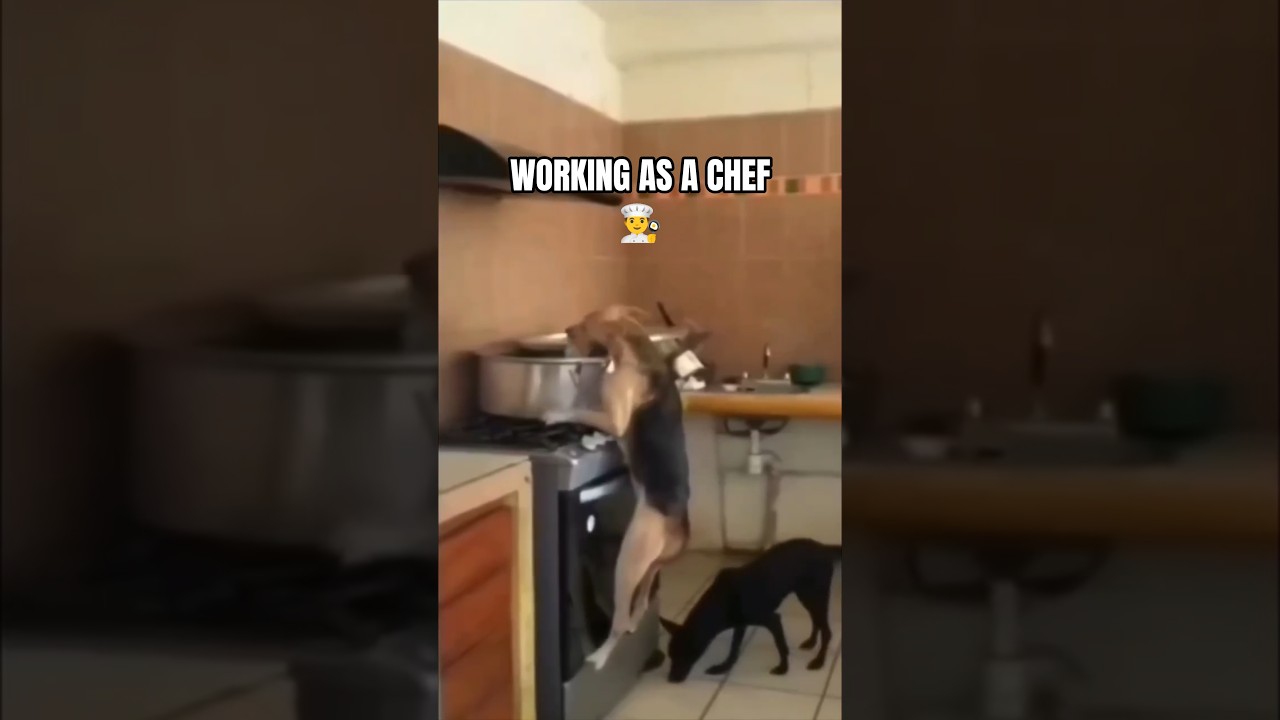 Working as a Chef 👨&zwj;🍳 #shorts