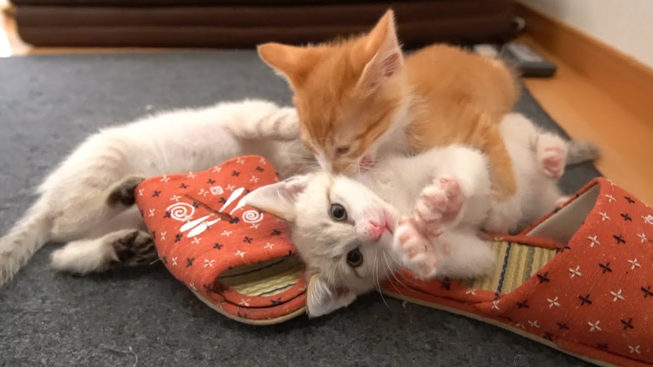 【生後47日】大部屋が嬉しくて大はしゃぎする子猫たち【保護子猫】