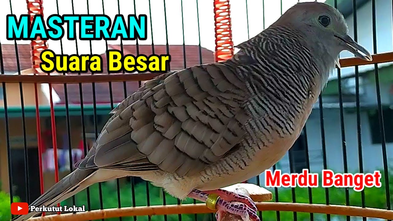 Suara Perkutut Crossing Gacor Untuk Masteran Agar Cepat Bunyi #perkututcrossinggacor #perkututgacor