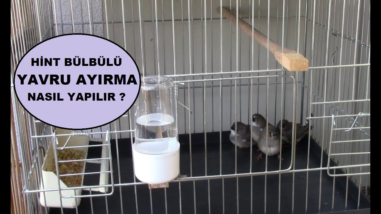 Yılın İlk Hint Bülbülü Yavrularını Ayırdım | YAVRU AYIRMA PÜF NOKTALAR