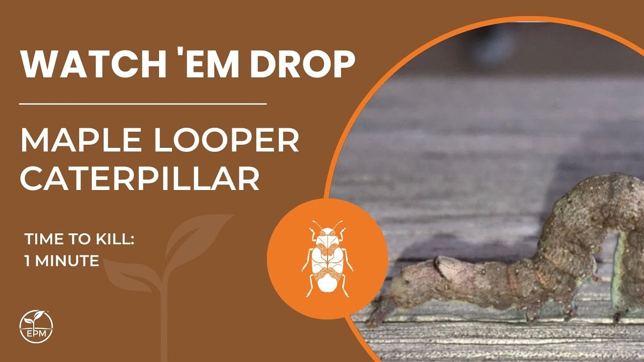Maple Looper Caterpillar Killed in 1 Minute | Protection Plus Fast Action