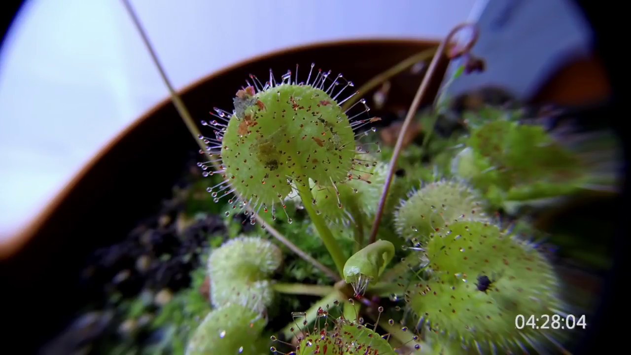 Drosera prolifera mit Fischfutter/ D.prolifera fed with fish food