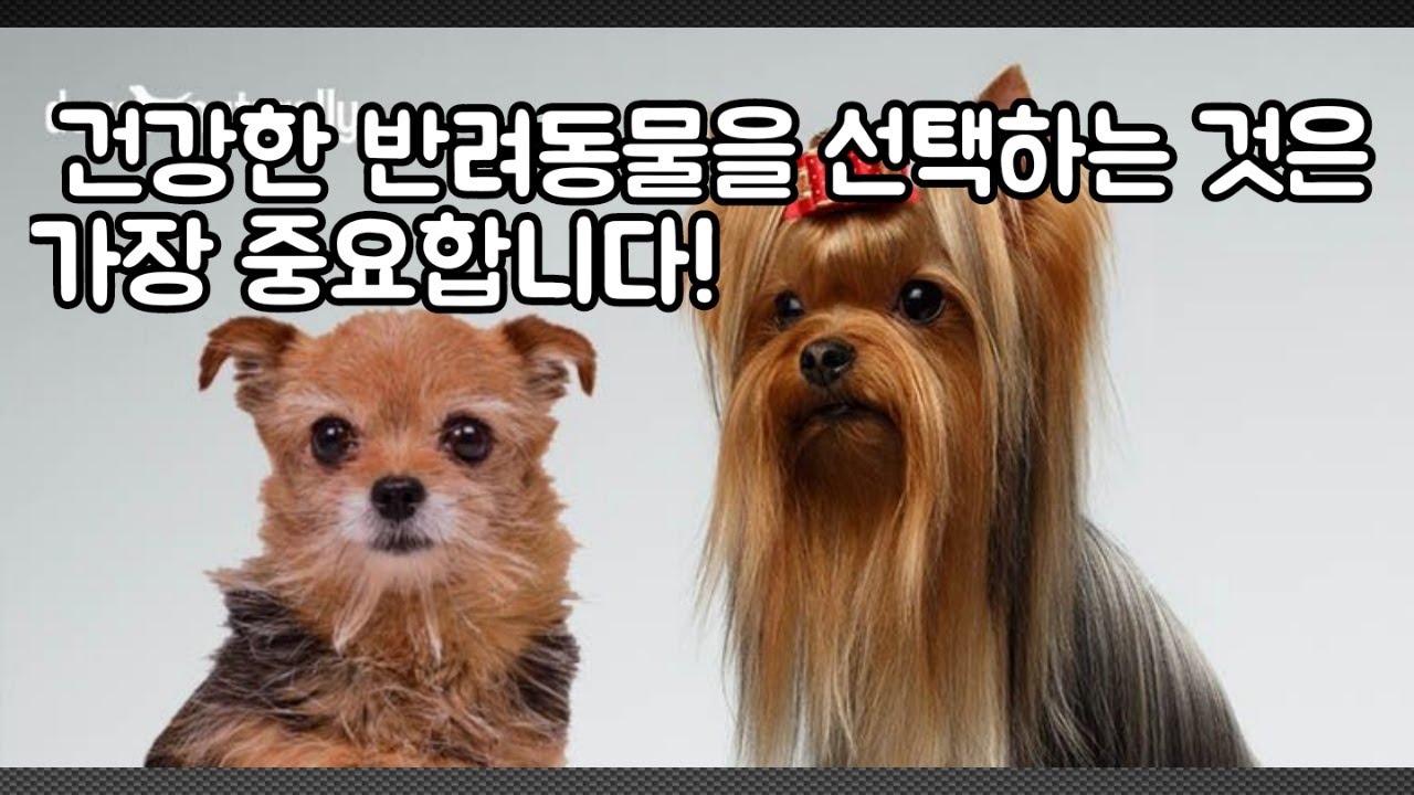 [순종과 잡종 시리즈 1] 건강한 반려동물을 선택하는 것은 가장 중요한 일이다!