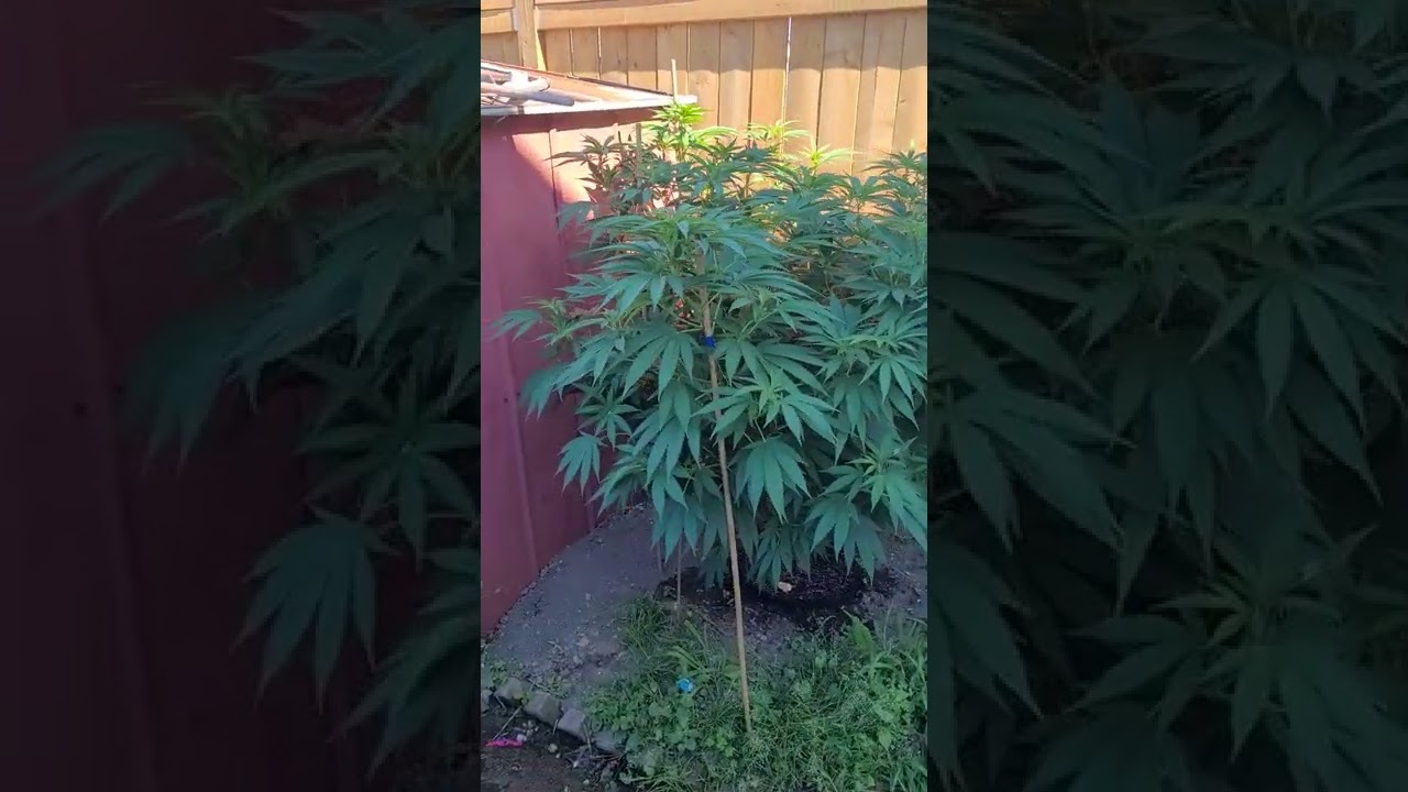 God bud and juicy fruit bc seed king 🤴